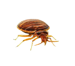 BEDBUGS (3)