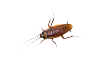 Cockroach (2)